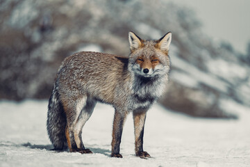 red fox vulpes