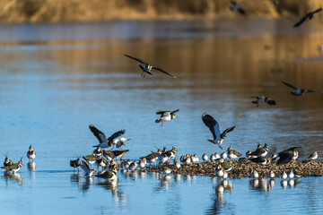 Northern Lapwing, Vanellus vanellus, flock of birds in flight over winter marshes