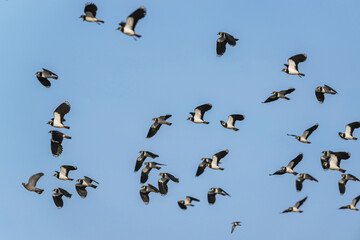 Northern Lapwing, Vanellus vanellus, flock of birds in flight over winter marshes