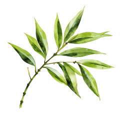 Fototapeta premium Watercolor hand-painted bamboo branch painting illustration isolated on a white background, bamboo branch illustration, AI