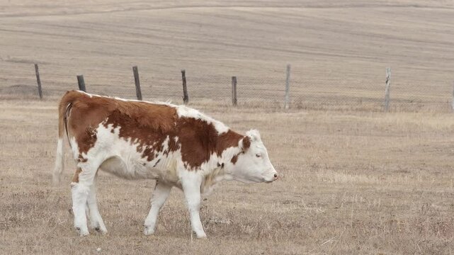 Brown-white cow grazing and eat dry grass in the autumn field