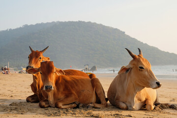 Three cows resting on a sandy beach with a scenic mountain backdrop