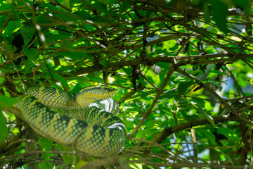 snake in the tree