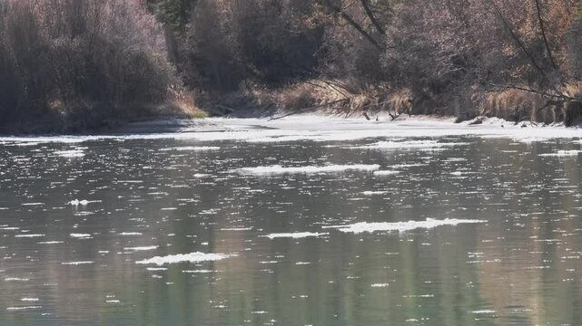 Autumn landscape of drifting ice on broad river. Melting blocks float against dense forest and on sunny day. Chuya, Altai
