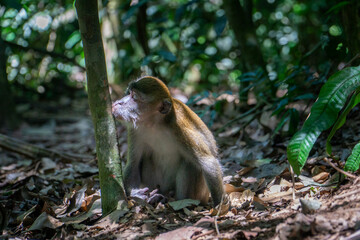 Monkey kissing a tree