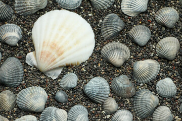 sea shells background