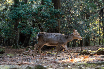 Fototapeta premium feeding the wild deer in Nara, Japan