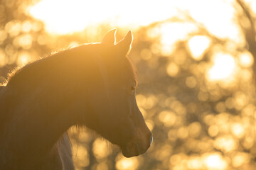 Dark bay Arabian horse looking to the right, backlit by winter morning sunrise