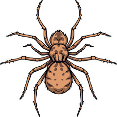 Large brown spider crawling on white background