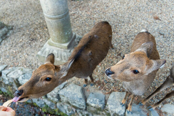feeding the wild deer in Nara, Japan