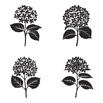Four stylized, black and white silhouettes of hydrangea flowers and leaves on a white background.