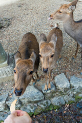 feeding the wild deer in Nara, Japan
