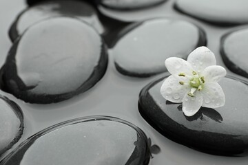 Spa stones and flower in water, closeup