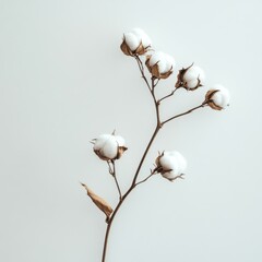 Cotton Pods