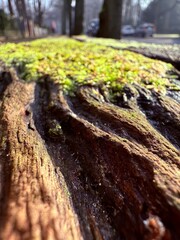 Beautiful green moss on the floor, moss closeup, macro. Beautiful background of moss for wallpaper.