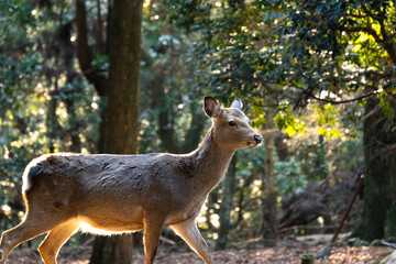 feeding the wild deer in Nara, Japan