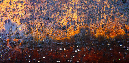 Złota Kora  - Makro  © Wojciech Lisiński