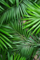 A close-up of lush green palm leaves layered over smooth stones creates a vibrant, tropical feel, perfect for designs related to nature, relaxation, or wellness, Ideal for backgrounds or decoration,