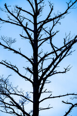 leafless tree branches against a gray sky in winter.