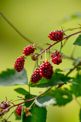 cluster of ripening red blackberries on green foliage.