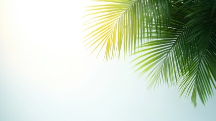 Fototapeta premium A serene image of palm leaves against a soft gradient background, perfect for tropical themes, summer promotions, or relaxation settings, Ideal for travel blogs, nature websites