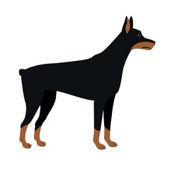 Vector flat hand drawn doberman dog isolated on white background