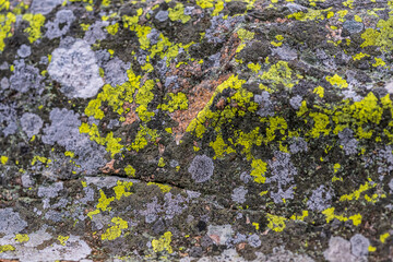 vibrant lichen on weathered rock surface.