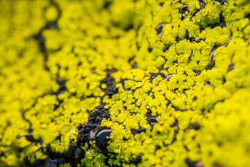 vibrant lichen on weathered rock surface.