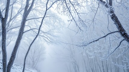 Serene Winter Scene with Snow-Covered Trees and Foggy Landscape