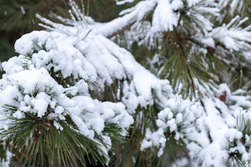Snow-covered tree branch at sunset. Snowy forest.