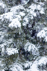 Snow-covered tree branch at sunset. Snowy forest.