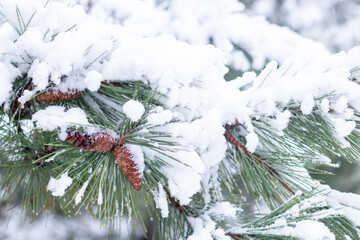 Snow-covered tree branch at sunset. Snowy forest.
