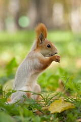 squirrel eating nut