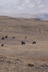 horses in the desert