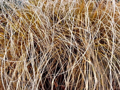 dry grass background