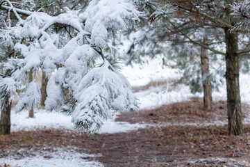 Snow-covered tree branch at sunset. Snowy forest.