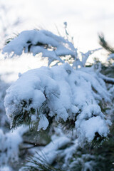 Snow-covered tree branch at sunset. Snowy forest.