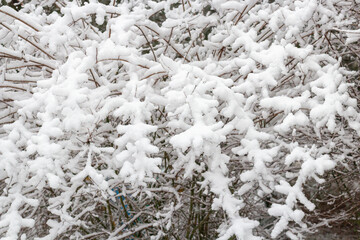 Winter landscape with snow-covered trees. Trees and shrubs of the city park in the snow
