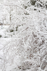 Winter landscape with snow-covered trees. Trees and shrubs of the city park in the snow
