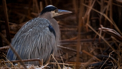Great Blue Heron Sitting On A Snowy Day