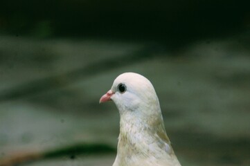 White home pigeon or dove walking on the ground.