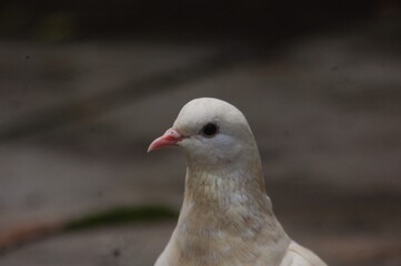 Obraz premium White home pigeon or dove walking on the ground.