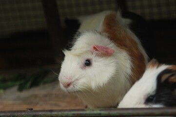 Obraz premium Guinea pig or domestic guinea pig (Cavia porcellus) in the cage