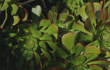 A vibrant close-up photograph of a group of succulent plants with lush green leaves and hints of...