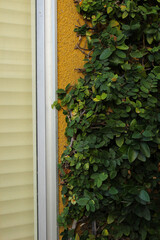 A close-up of a vibrant green climbing vine growing up a textured yellow wall, creating a striking contrast.