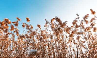 Autumn grasses covered in snow against a clear blue sky at dawn