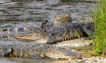 alligator dangerous in pond resting 