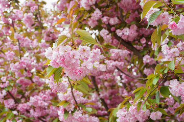 Branch of blooming cherry tree, pink sakura blossom flower on blue sky background. Spring season, nature floral background, wallpaper, backdrop.