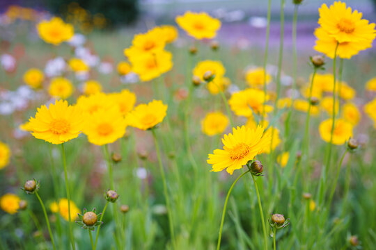 Coreopsis lanceolata, Lanceleaf Tickseed or Maiden eye on meadow, field blooming in summer. Nature, plant, floral background. Garden, lawn of yellow flowers lance leaved Coreopsis in bloom