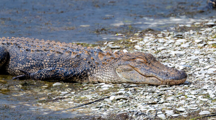 alligator dangerous in pond resting 